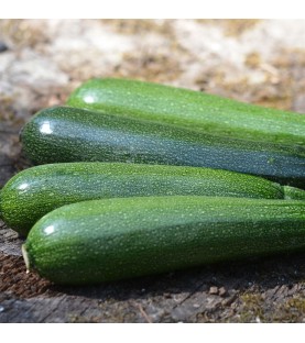 Courgette Verte Non Coureuse des Maraîchers AB