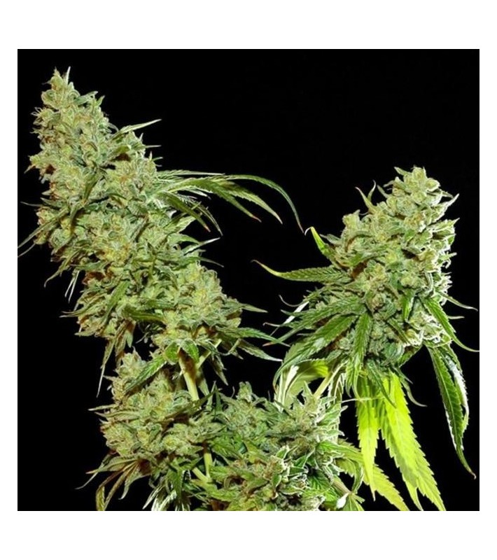 Graines Féminisées  CBD 8% AUTOKANNATONIC SeedCollection