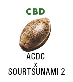 Graines Féminisées  CBD (ACDC x SOURTSUNAMI 2) x A7  SeedCollection