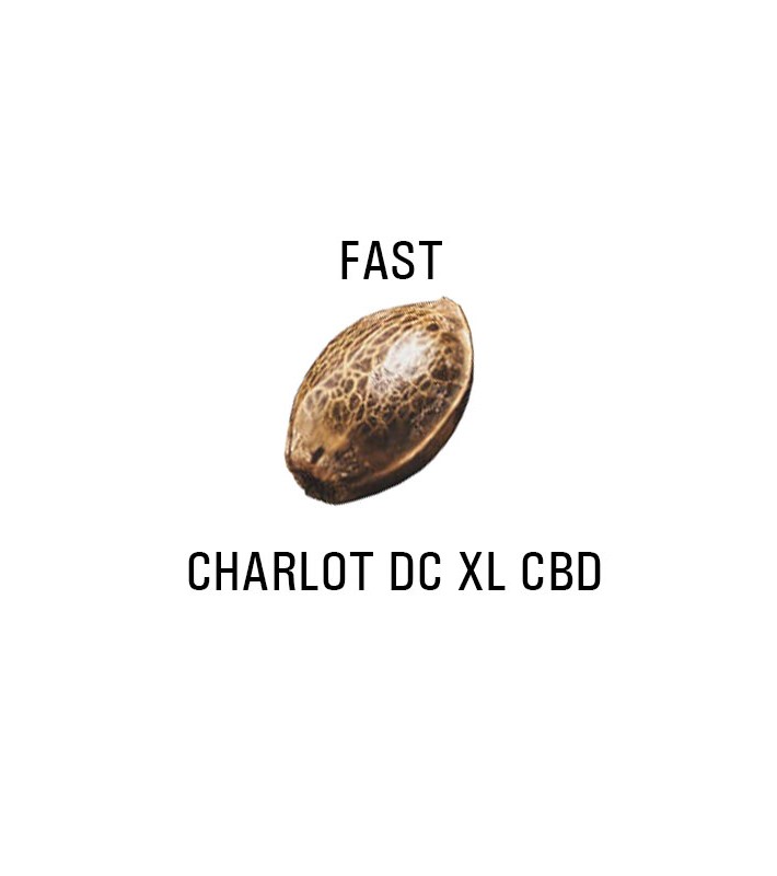 Graines AUTO  THC CHARLOT DC XL CBD SeedCollection